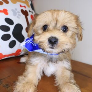 Zuma Morkie 01