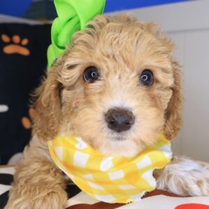 Adala Bichapoo 01 Adala Bichapoo 01