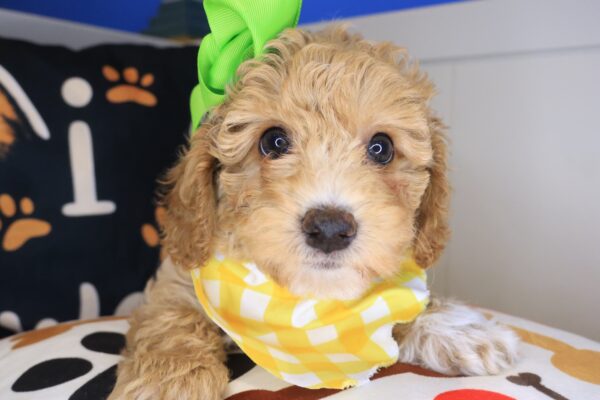Adala Bichapoo 01