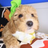 Adala Bichapoo 04
