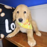 Adele Golden Retriever 01