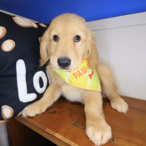 Adele Golden Retriever 01 Adele Golden Retriever 01