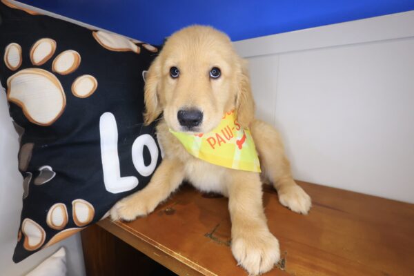 Adele Golden Retriever 01