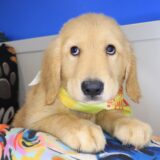 Adele Golden Retriever 02