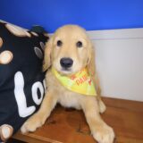 Adele Golden Retriever 03