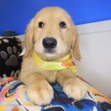 Adele Golden Retriever 04