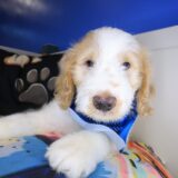 Adonis Goldendoodle 01