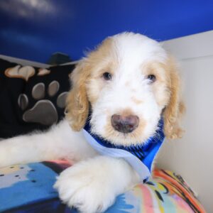 Adonis Goldendoodle 01 Adonis Goldendoodle 01