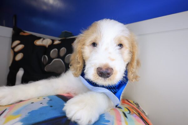 Adonis Goldendoodle 01