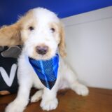 Adonis Goldendoodle 02