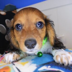 Aegon Dachshund 01 Aegon Dachshund 01