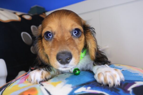 Aegon Dachshund 01
