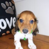 Aegon Dachshund 02