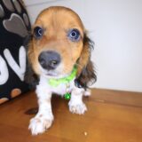 Aegon Dachshund 04