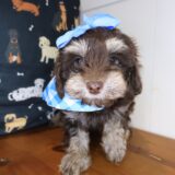 Aim&eacute;e Yorkiepoo 01