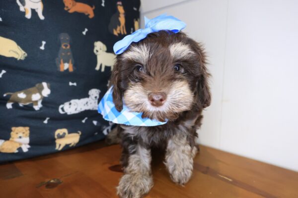 Aim&eacute;e Yorkiepoo 01