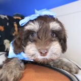 Aim&eacute;e Yorkiepoo 02