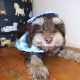 Aim&eacute;e Yorkiepoo 04