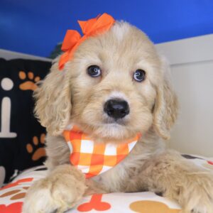 Akelana Goldendoodle 01 Akelana Goldendoodle 01