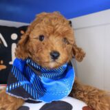 Alex Cockapoo 01