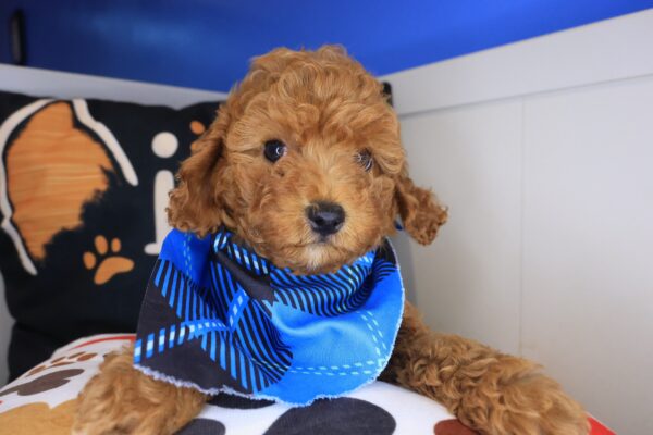 Alex Cockapoo 01