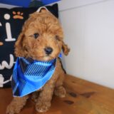 Alex Cockapoo 02
