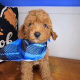 Alex Cockapoo 04