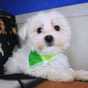 Alvin Maltese 01