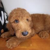 Archibald Standard Goldendoodle 01