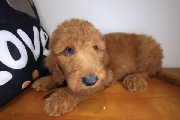 Archibald Standard Goldendoodle 01