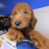 Archibald Standard Goldendoodle 02