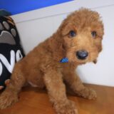 Archibald Standard Goldendoodle 03