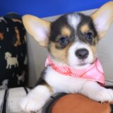 Archimedes Pembroke Welsh Corgi 01