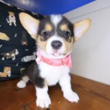 Archimedes Pembroke Welsh Corgi 02