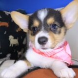 Archimedes Pembroke Welsh Corgi 03