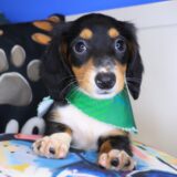 Argus Dachshund 01
