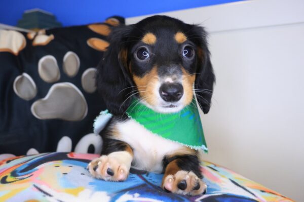 Argus Dachshund 01
