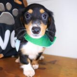 Argus Dachshund 02