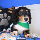 Argus Dachshund 03