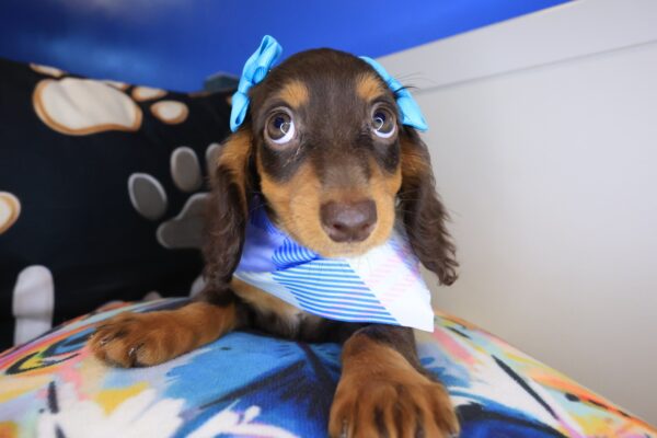 Ariana Dachshund 01