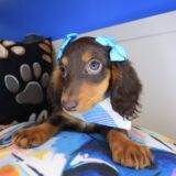 Ariana Dachshund 04