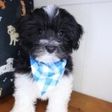 Aspen Havanese 01