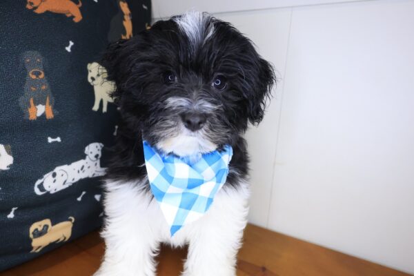 Aspen Havanese 01