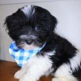 Aspen Havanese 02