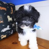 Aspen Havanese 03