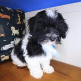 Aspen Havanese 04