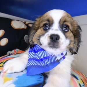 Atlas Lhasa apso 01