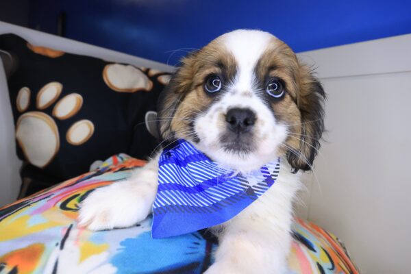 Atlas Lhasa apso 01