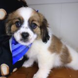 Atlas Lhasa apso 03