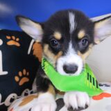 Augustus Pembroke Welsh Corgi 01